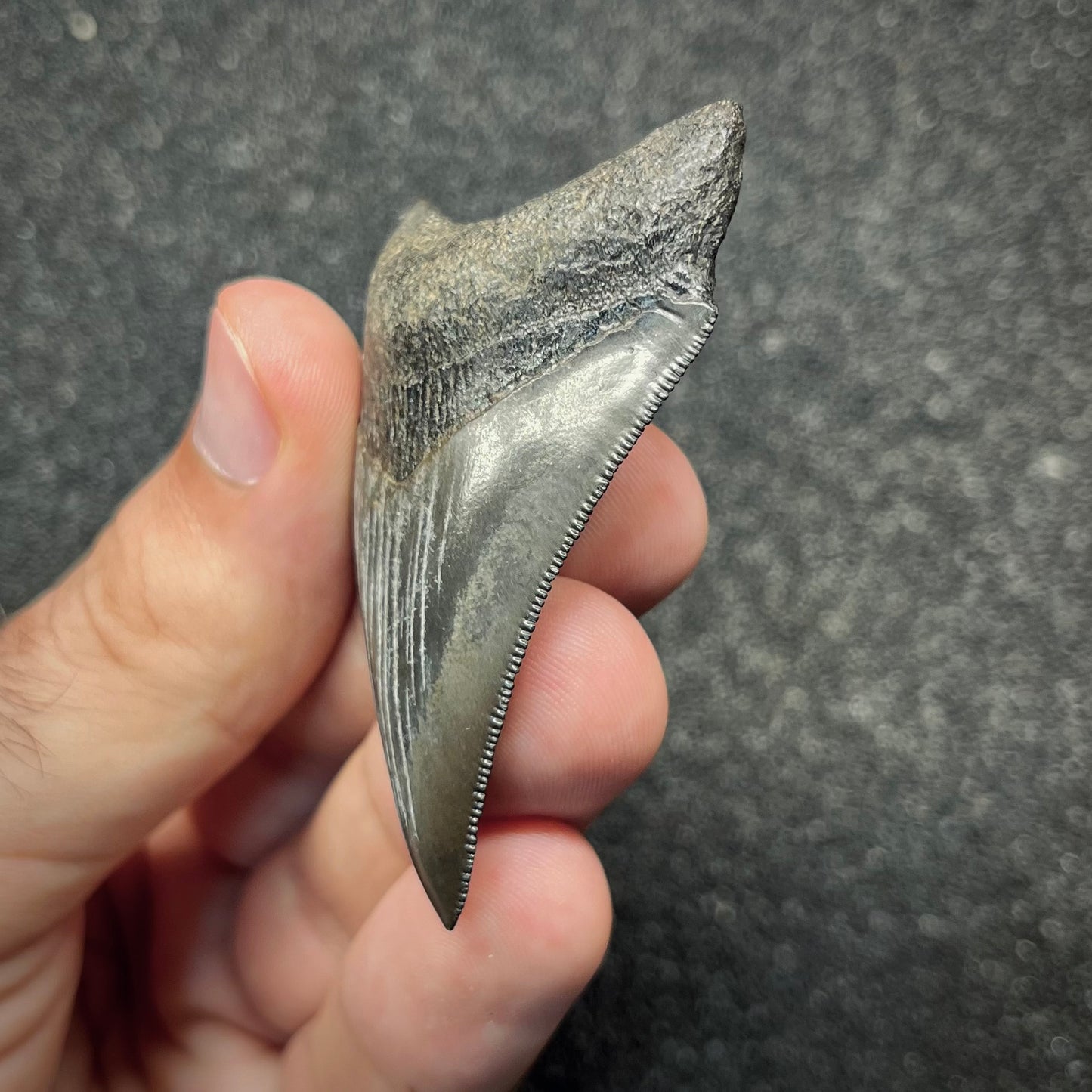 F2869 | Squalo | Otodus megalodon