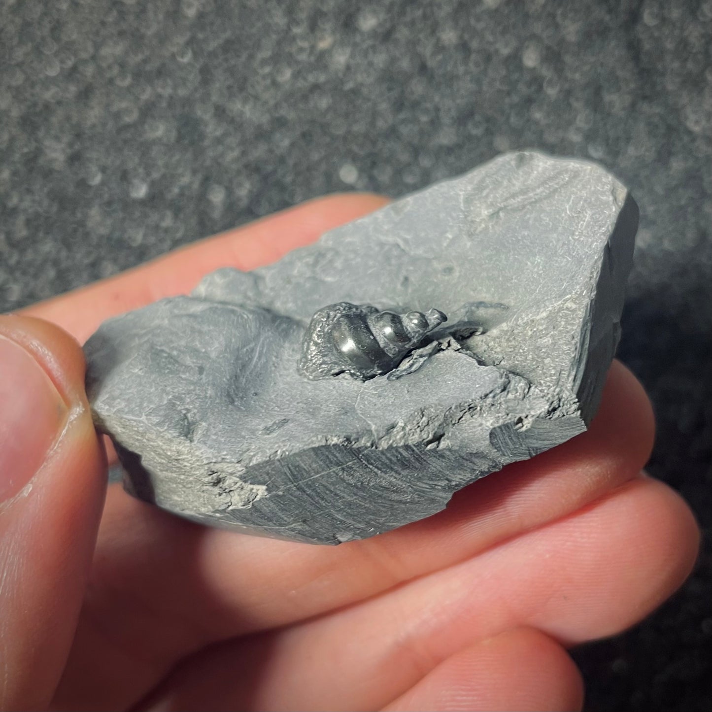 F2564 | Gasteropode | Toarctocera subpunctata