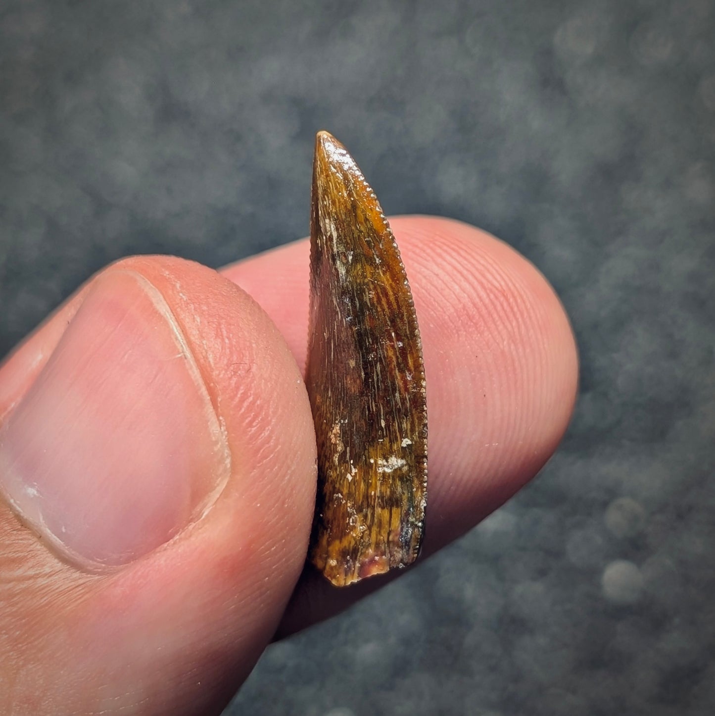 F2796 | Dinosauro | Abelisauridae indet.