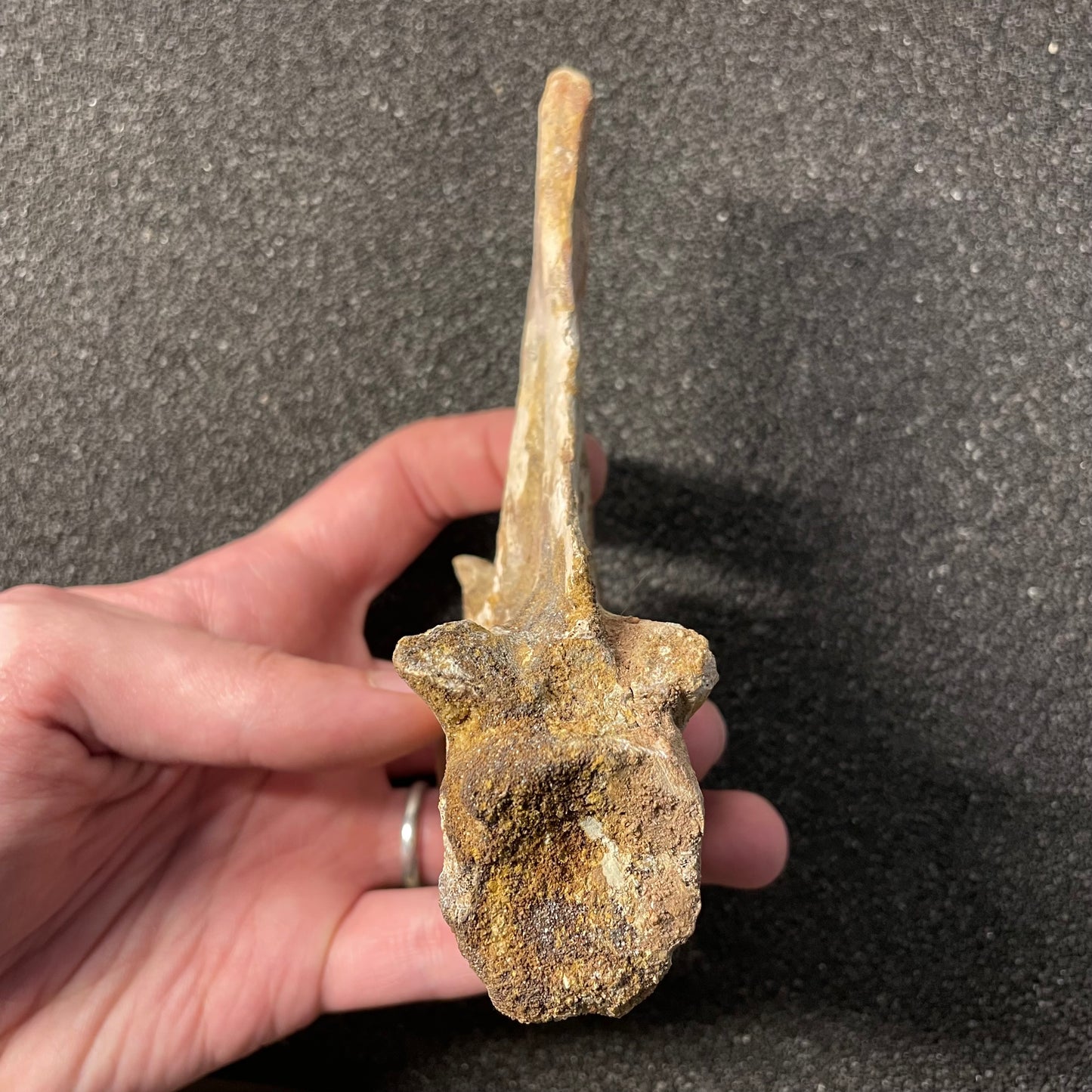 F2478 | Coccodrillo | Crocodylomorpha indet.
