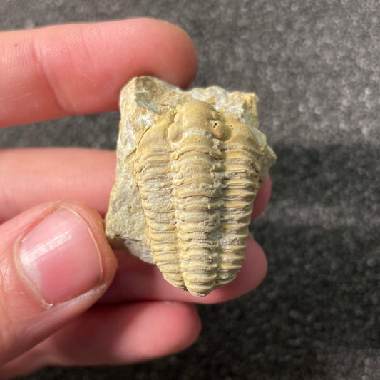 F2590 | Trilobite | Sthenarocalymene celebra