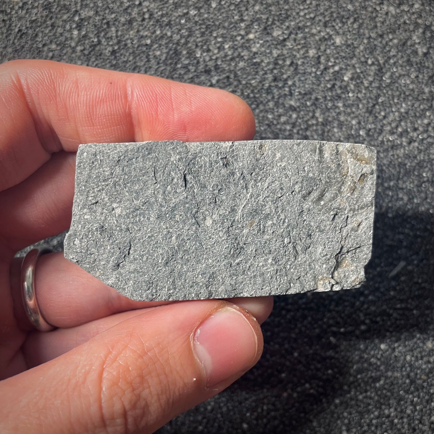 F2563 | Belemnite | Belemnoidea indet.