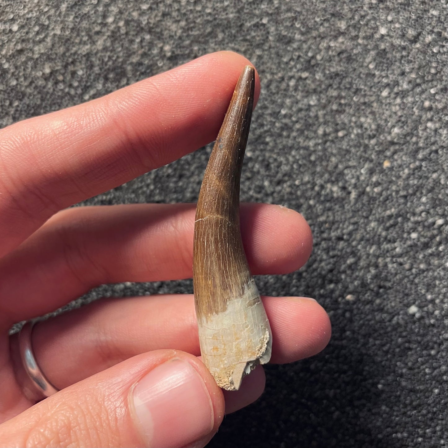 F2122 | Elasmosauro | Zarafasaura oceanis