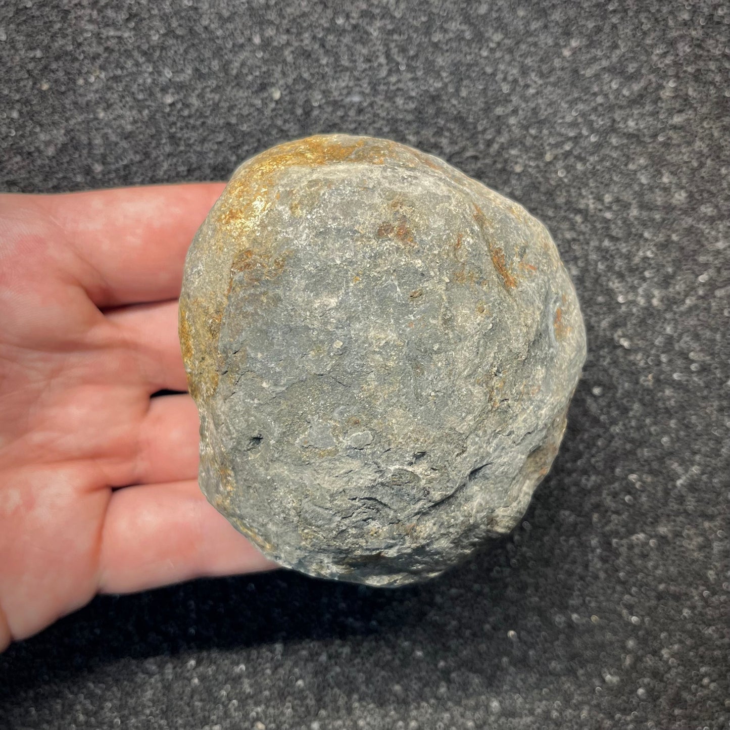 FNP26 | Fossile da preparare | Ammonite | Dactylioceratidae indet.