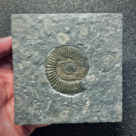 F1978 | Ammonite | Dactylioceras commune
