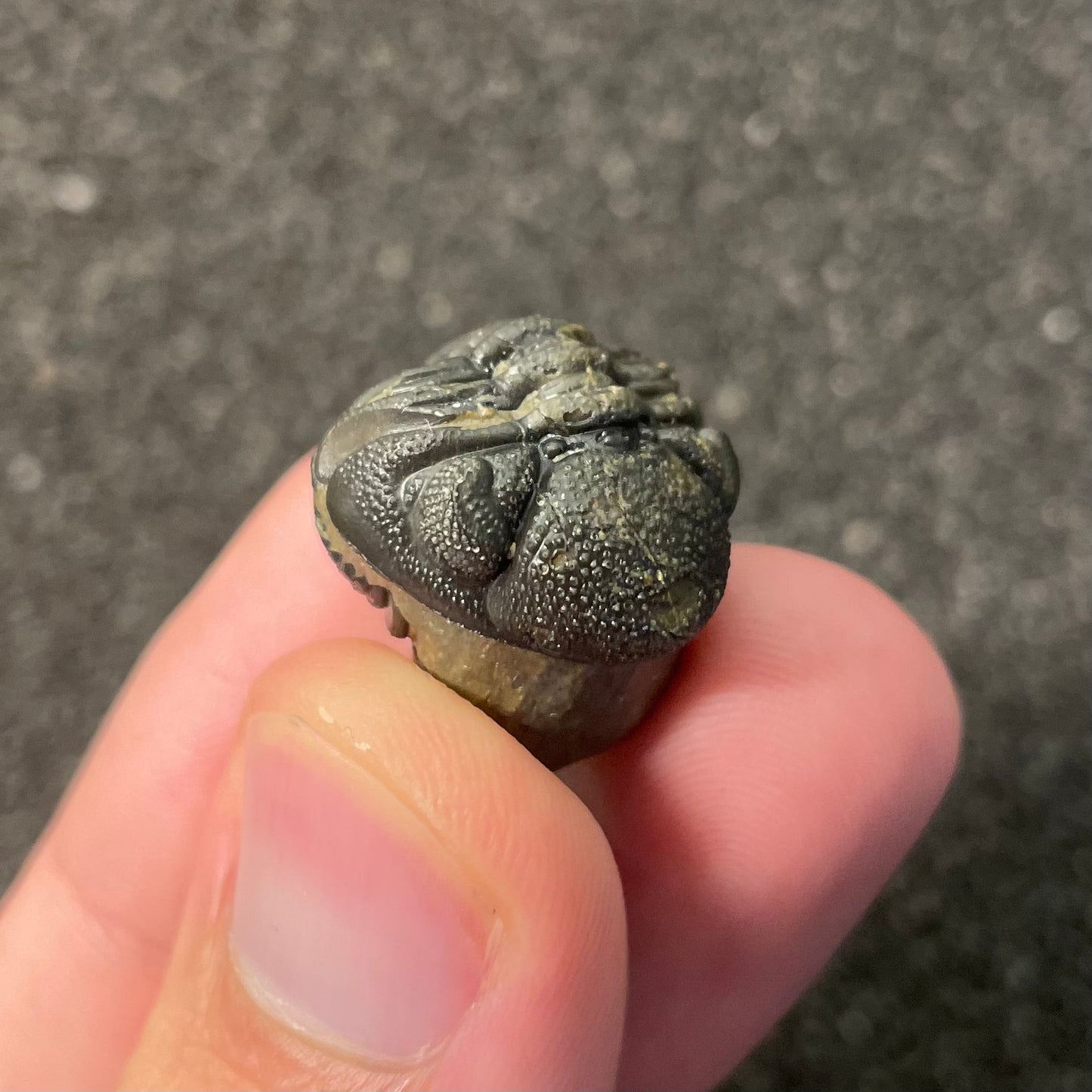 F2599 | Trilobite | Phacopidae indet.