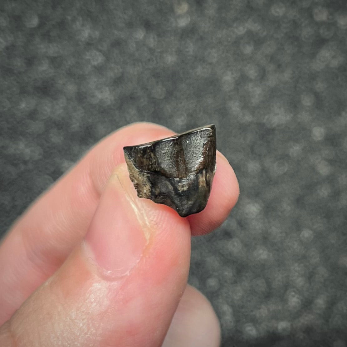 F3006 | Dinosauro | Triceratops sp.