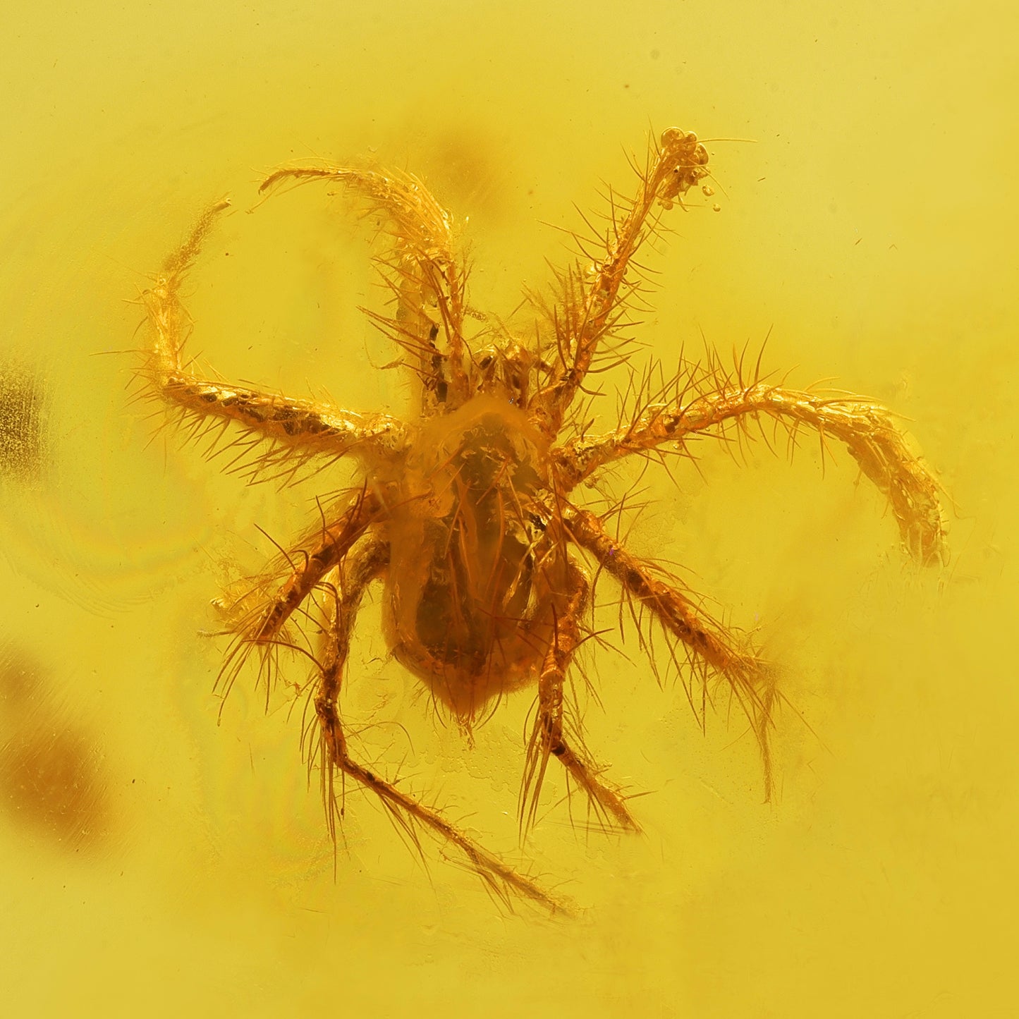 F2432 | Ambra con inclusione | Anystoidea indet.