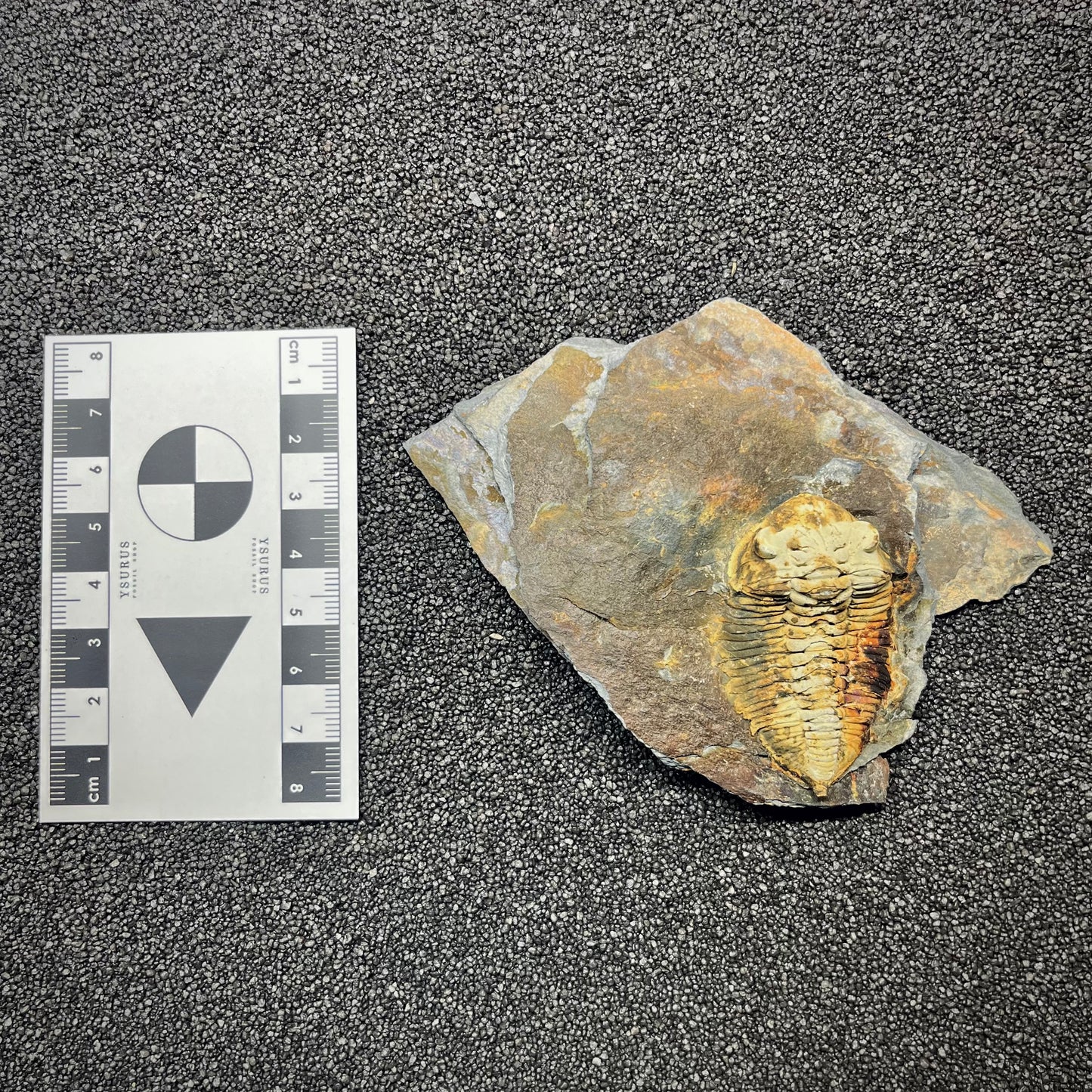 F2938 | Trilobite | Eodalmanitina macrophtalma
