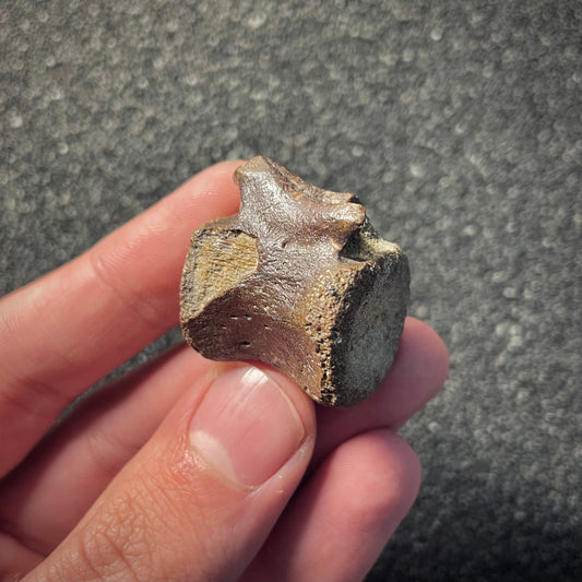 F2048 | Dinosauro | Hadrosauridae indet.