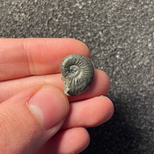 F2469 | Ammonite | Graphoceratidae indet.