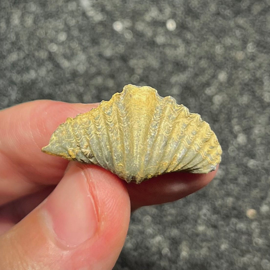 F2955 | Brachiopode | Brachiopoda indet.