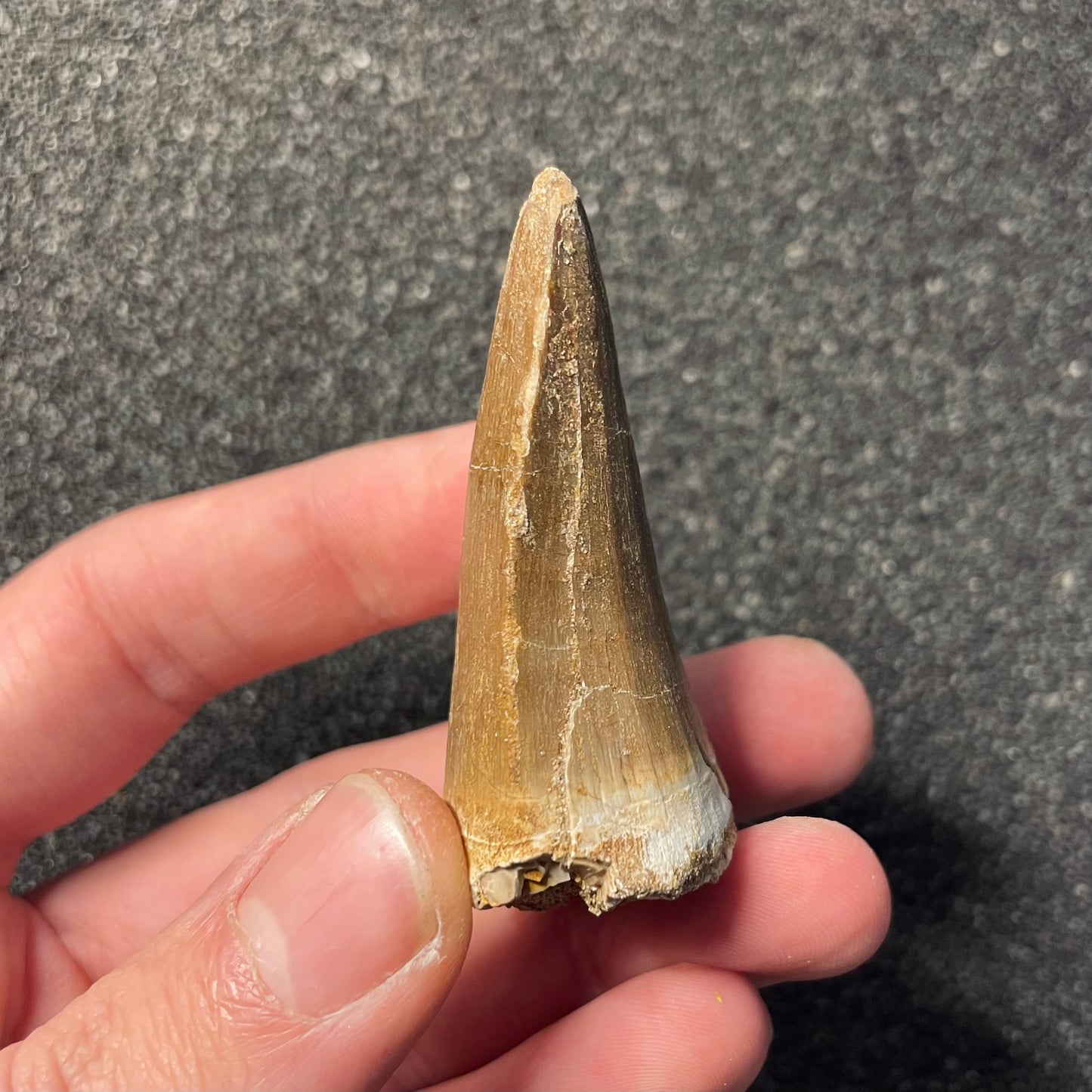 F2263 | Mosasauro | Hainosaurus boubker