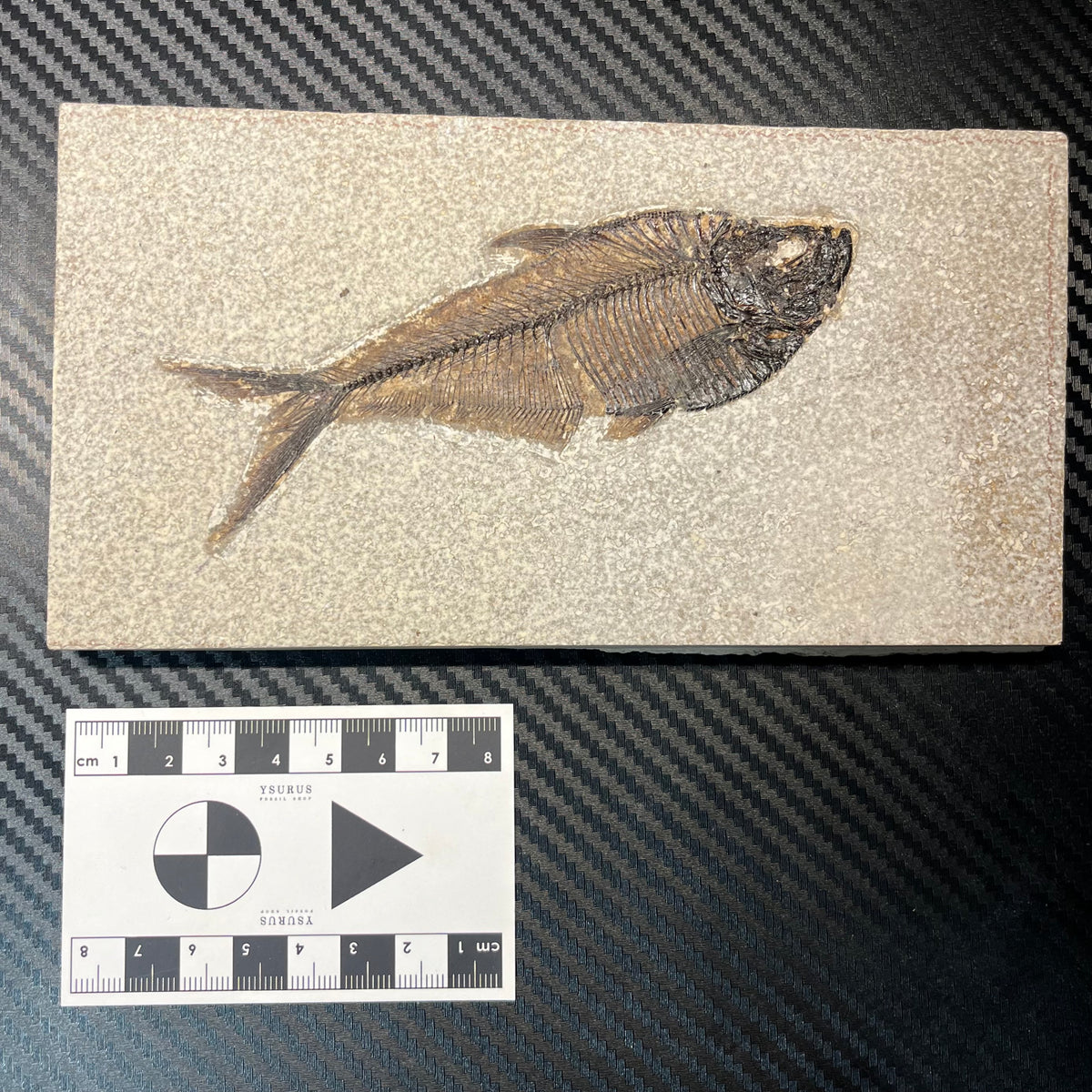 F3070 | Pesce | Diplomystus dentatus