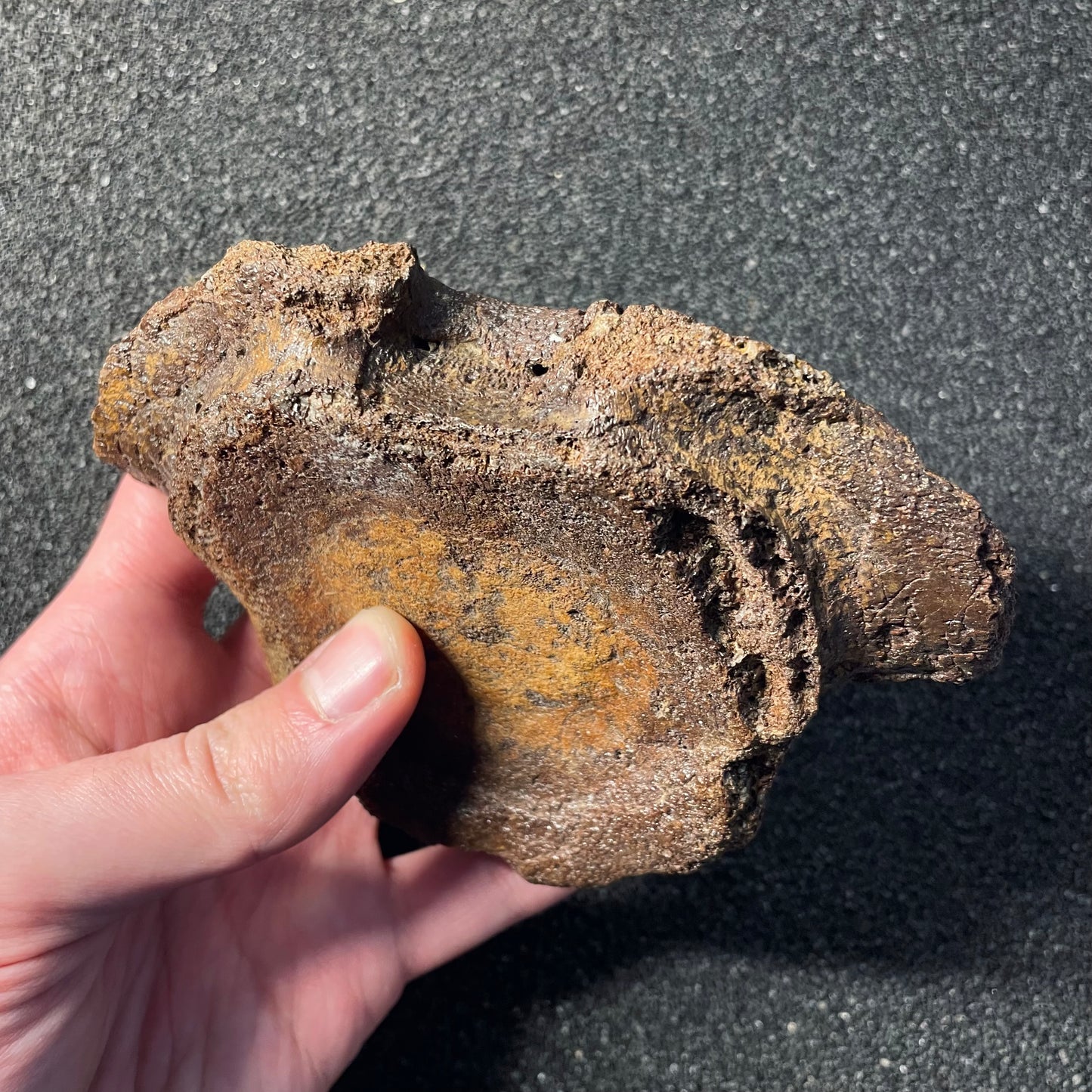 F2505 | Plesiosauro | Plesiosauria indet.