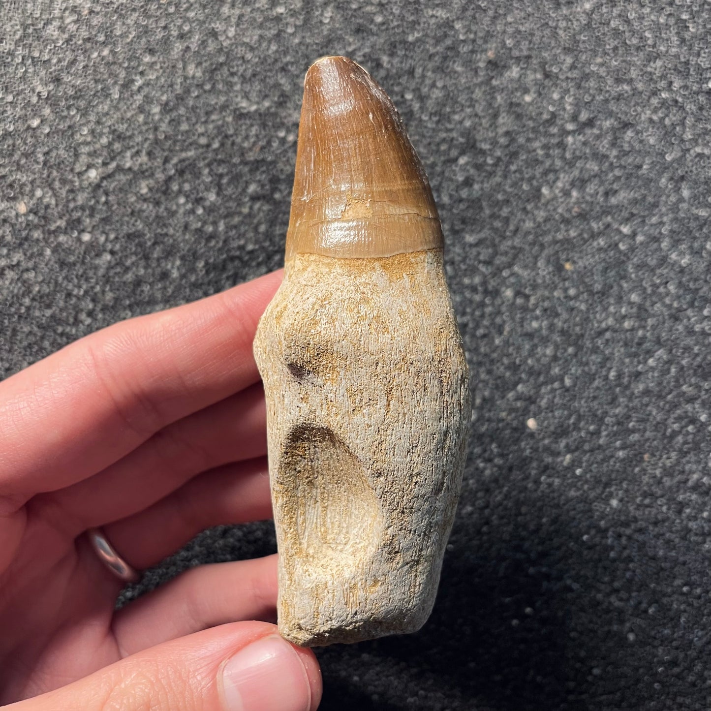 F2113 | Mosasauro | Prognathodon sp.