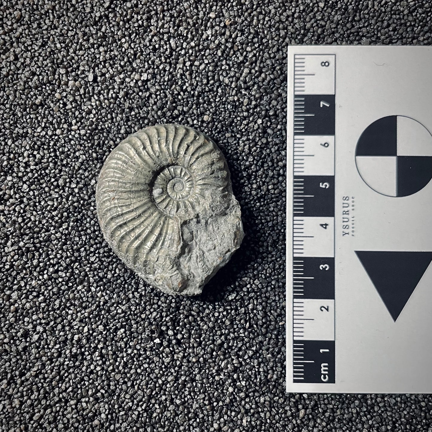F2545 | Ammonite | Pleydellia sp.