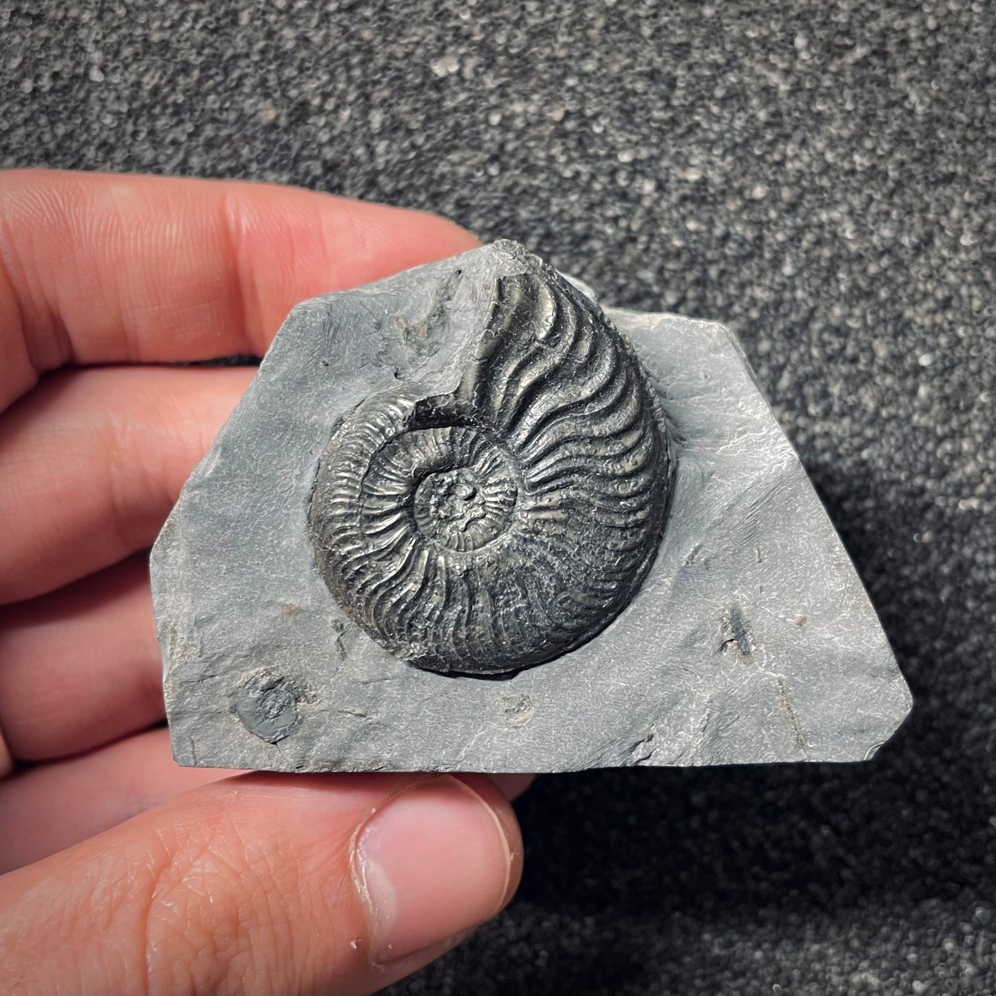 F2541 | Ammonite | Pleydellia sp.