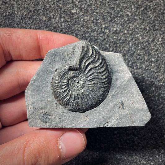 F2541 | Ammonite | Pleydellia sp.
