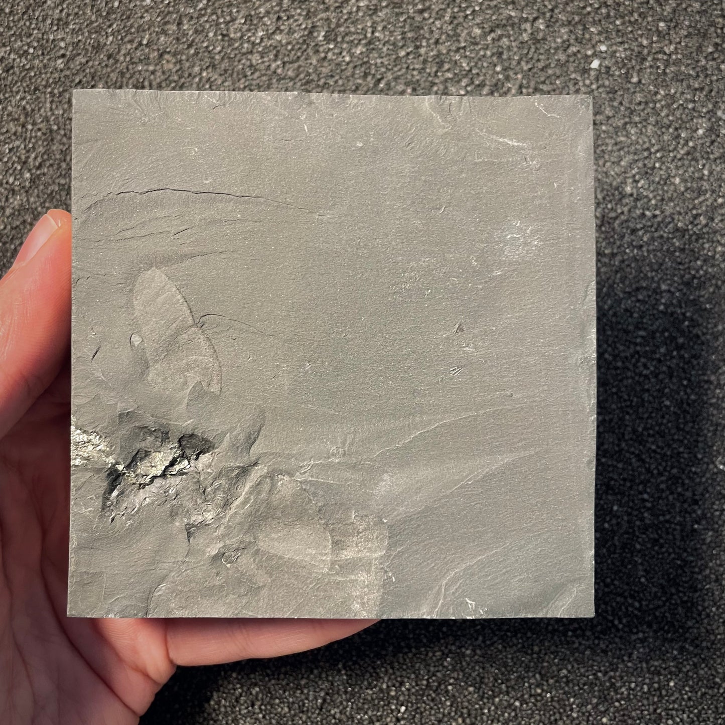 F2165 | Ammonite | Dactylioceras commune