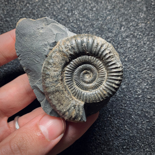 F824 | Ammonite | Dactylioceras commune