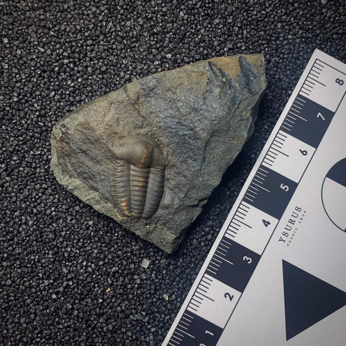 F992 | Trilobite | Ellipsocephalus hoffi