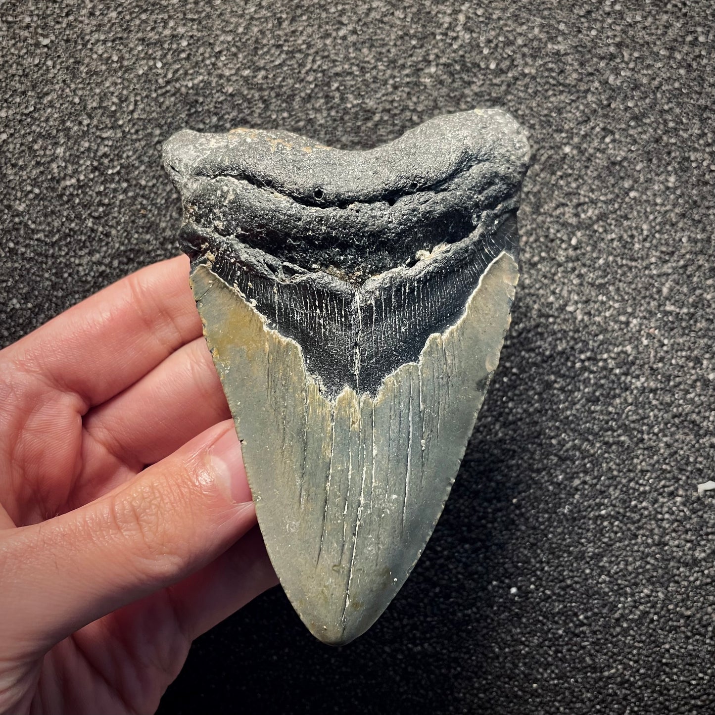 F2138 | Squalo | Otodus megalodon