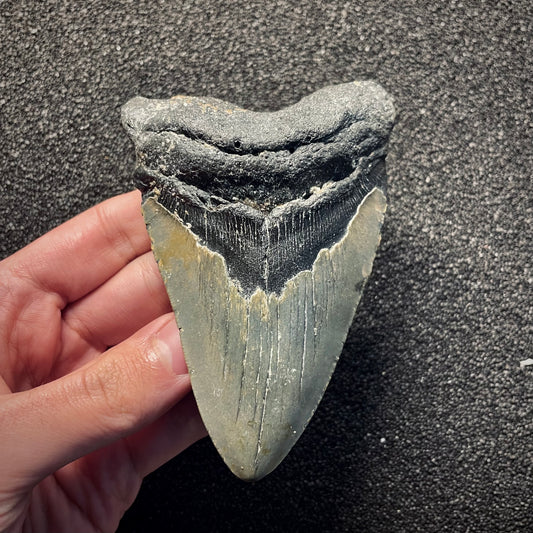 F2138 | Squalo | Otodus megalodon