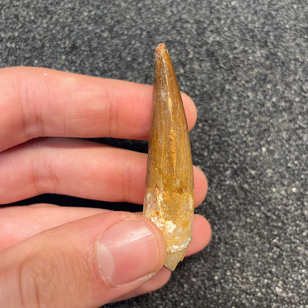 F3093 | Dinosauro | Spinosaurus aegyptiacus