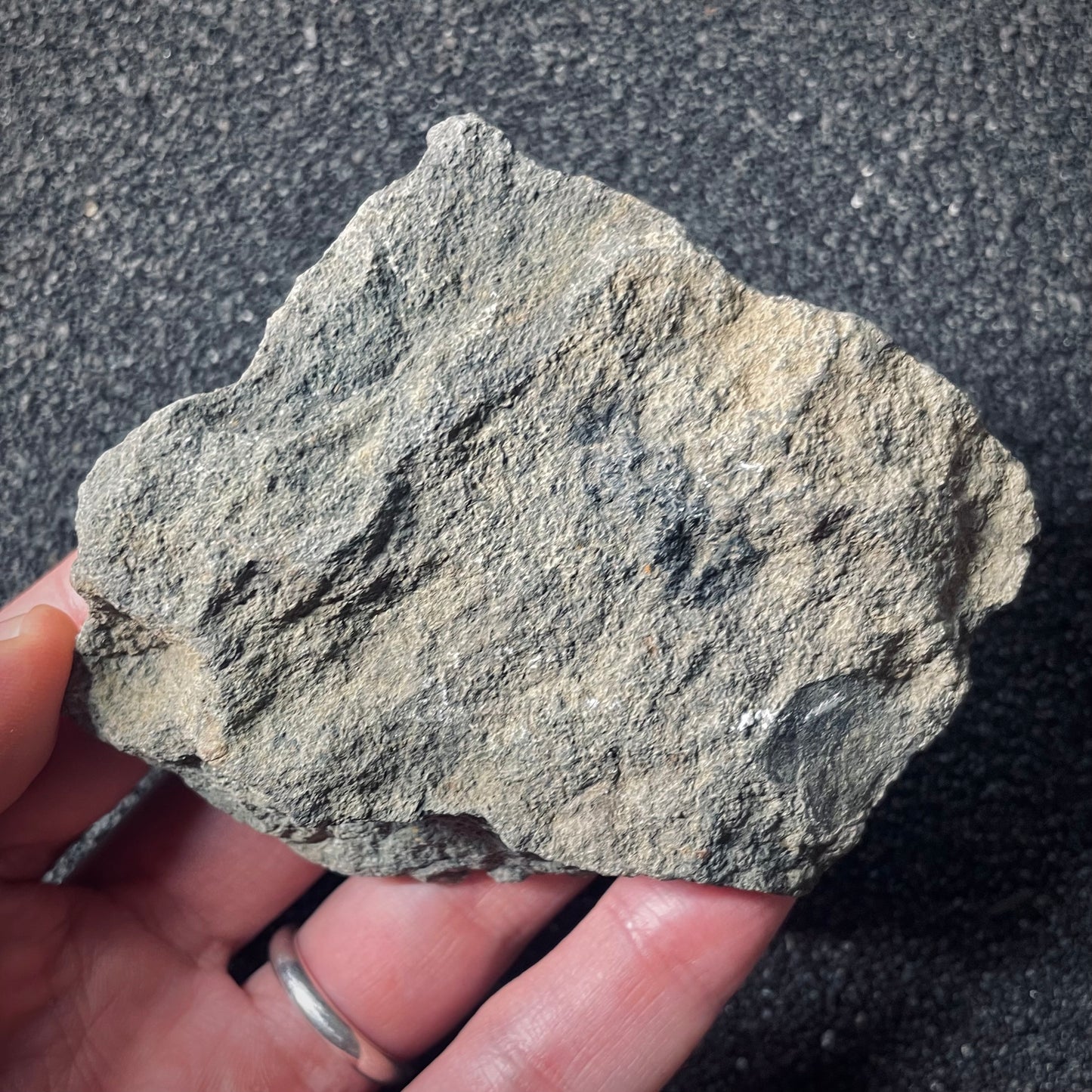 F2571 | Ammonite | Graphoceratidae indet.