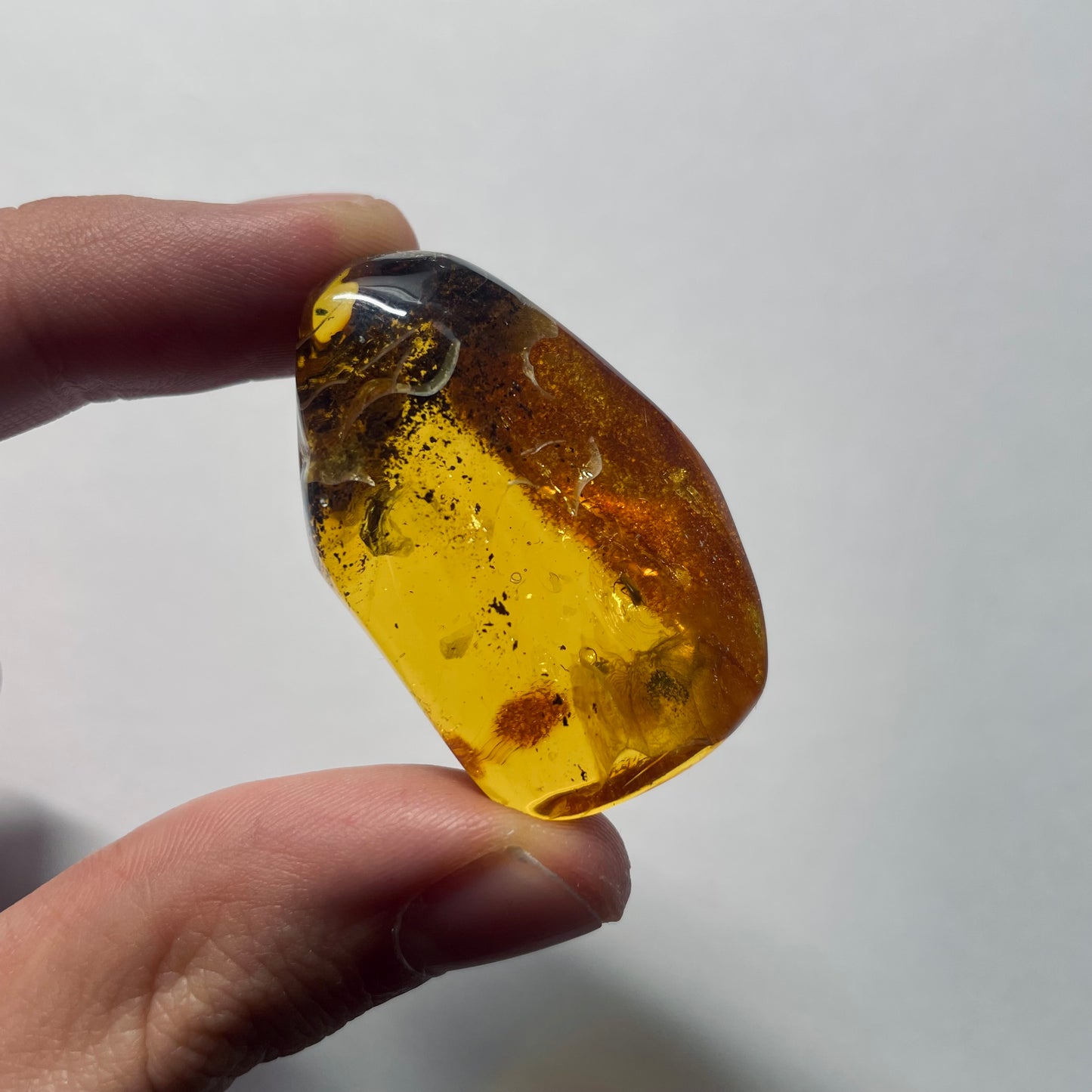 F2077 | Ambra con inclusione | Scraptiidae indet.