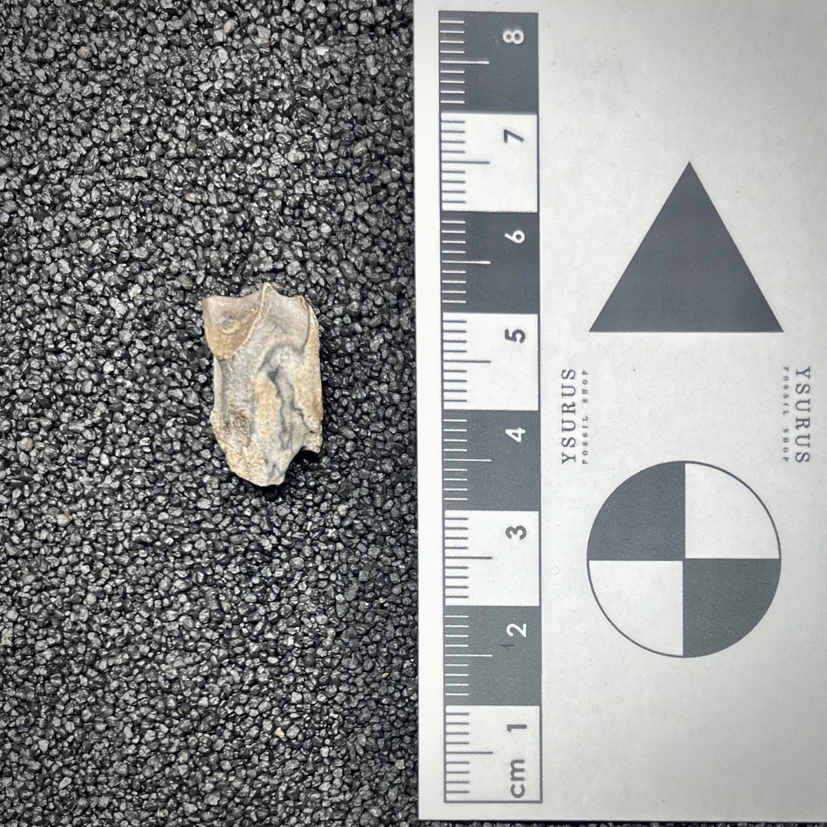 F3002 | Dinosauro | Triceratops sp.