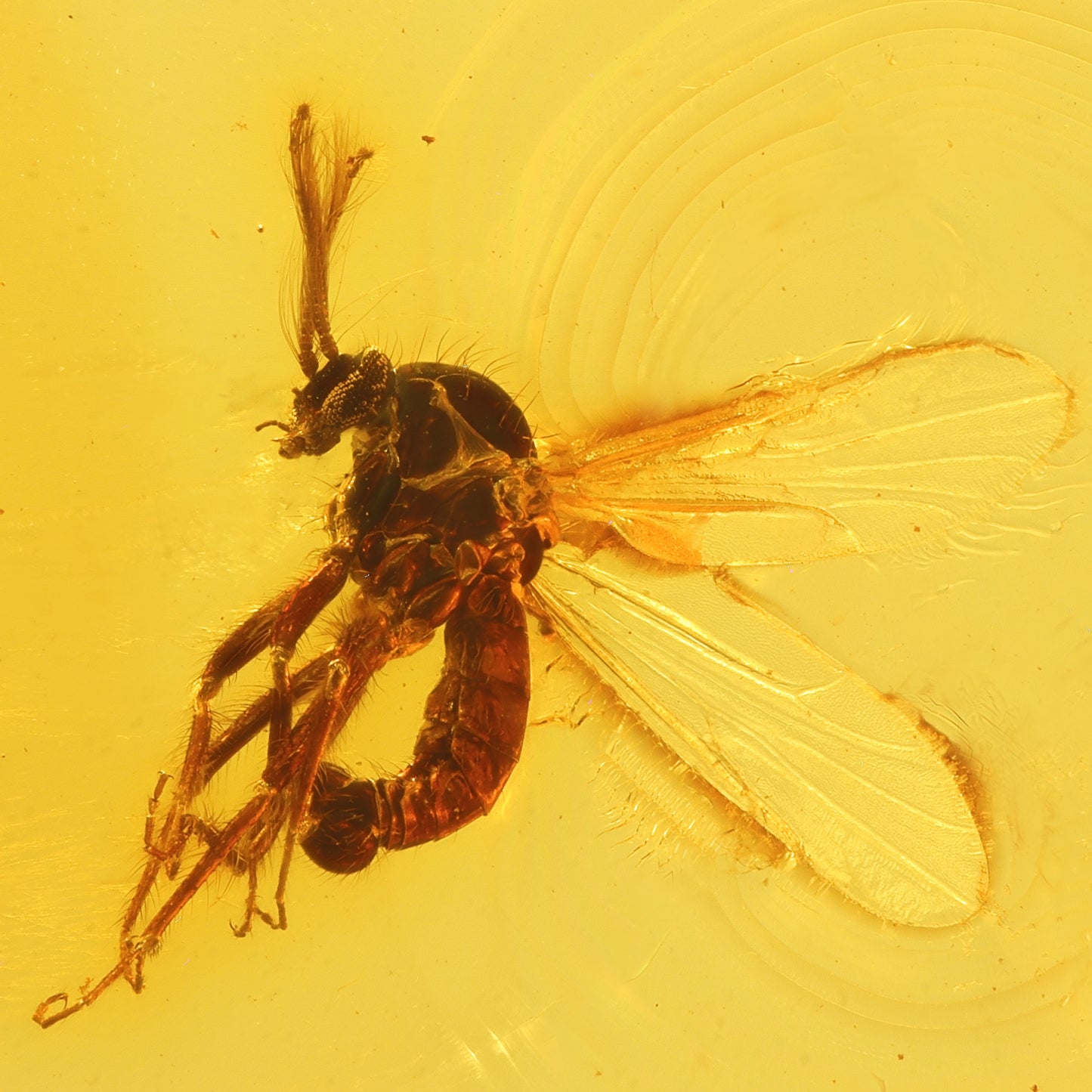 F2840 | Ambra con inclusione | Ceratopogonidae indet.