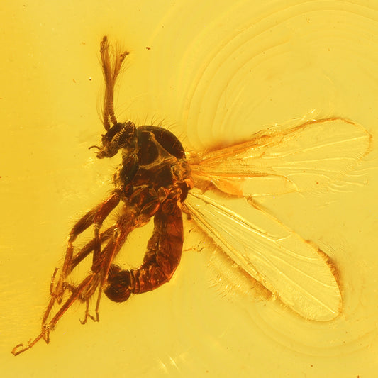 F2840 | Ambra con inclusione | Ceratopogonidae indet.