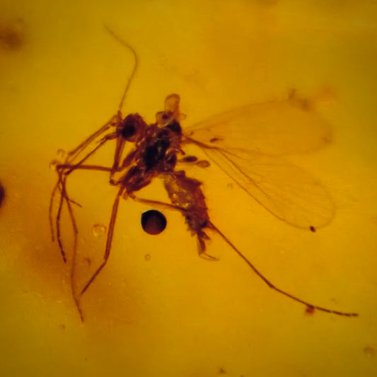 F605 | Ambra con inclusione | Diptera indet.