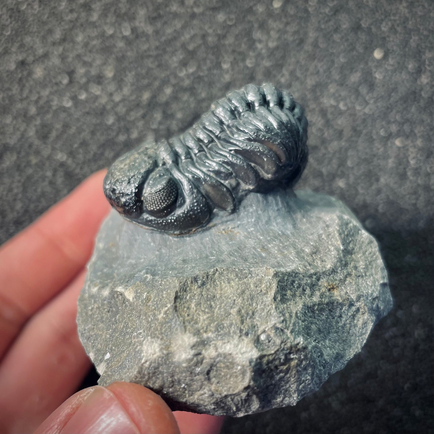 F2610 | Trilobite | Phacopidae indet.
