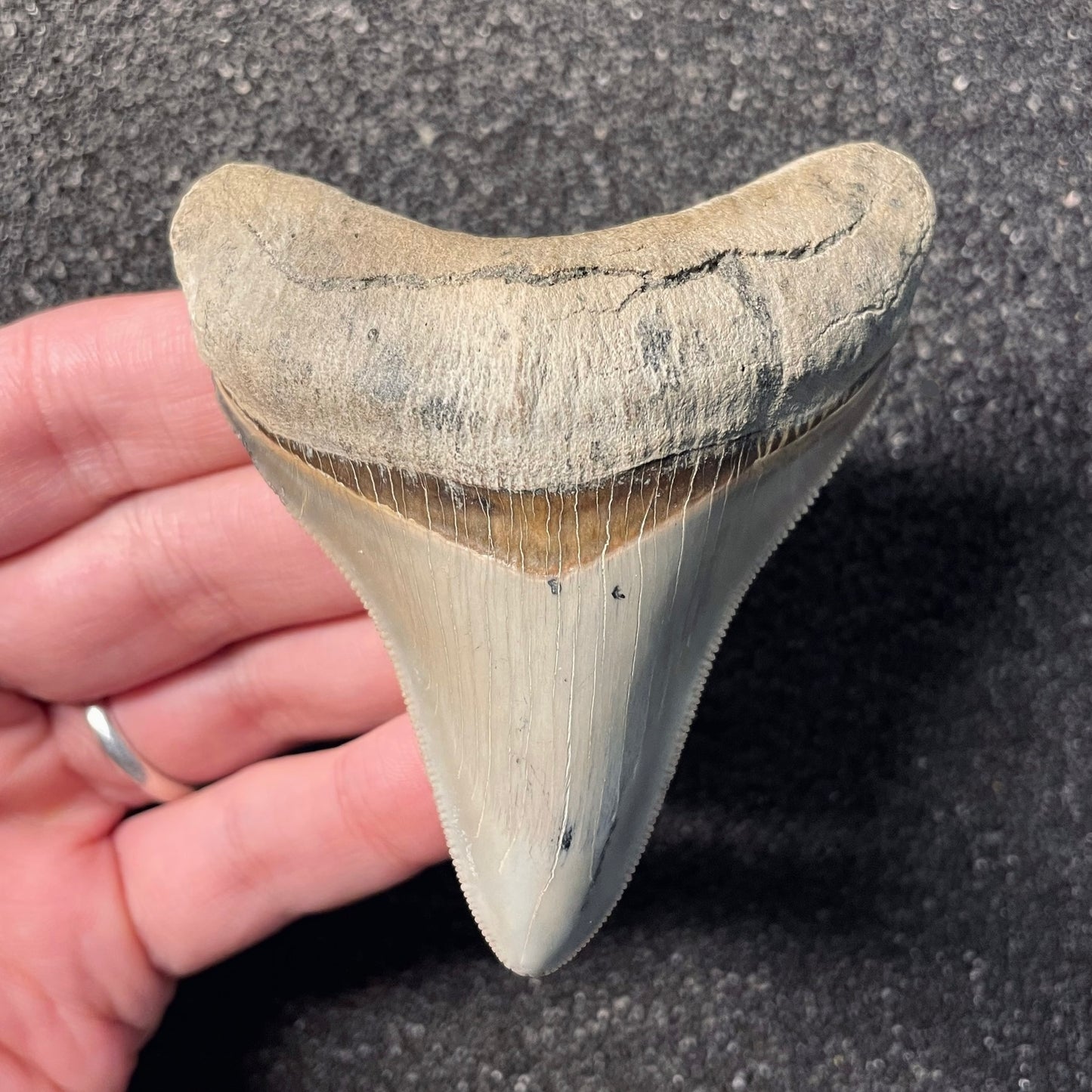 F2413 | RARO | Squalo | Otodus megalodon