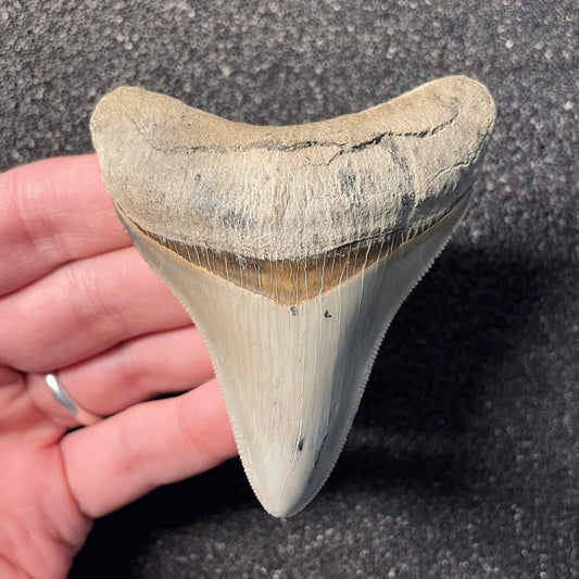 F2413 | RARO | Squalo | Otodus megalodon