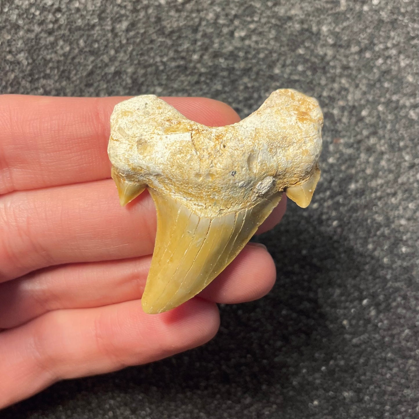 F2213 | Squalo | Otodus obliquus