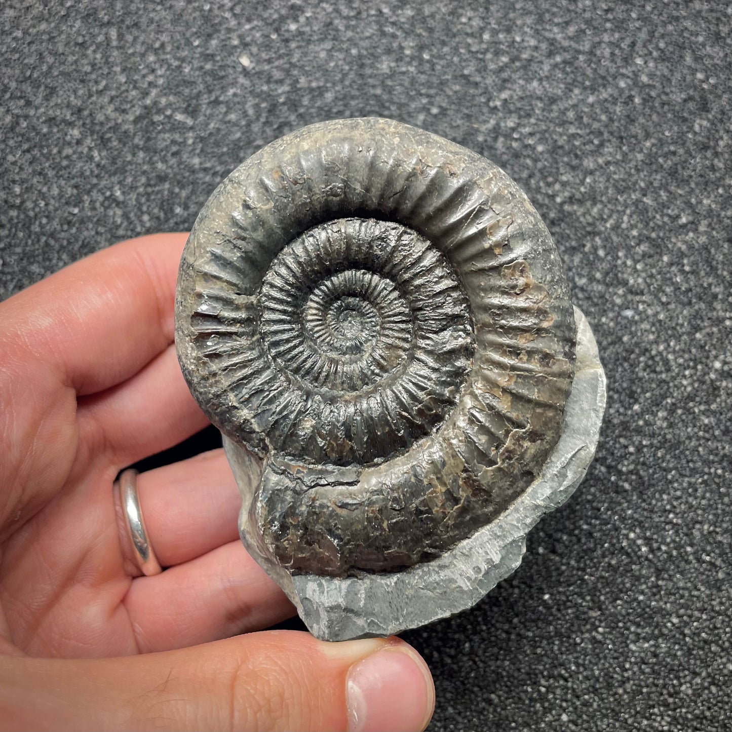 F2807 | Ammonite | Dactylioceras commune