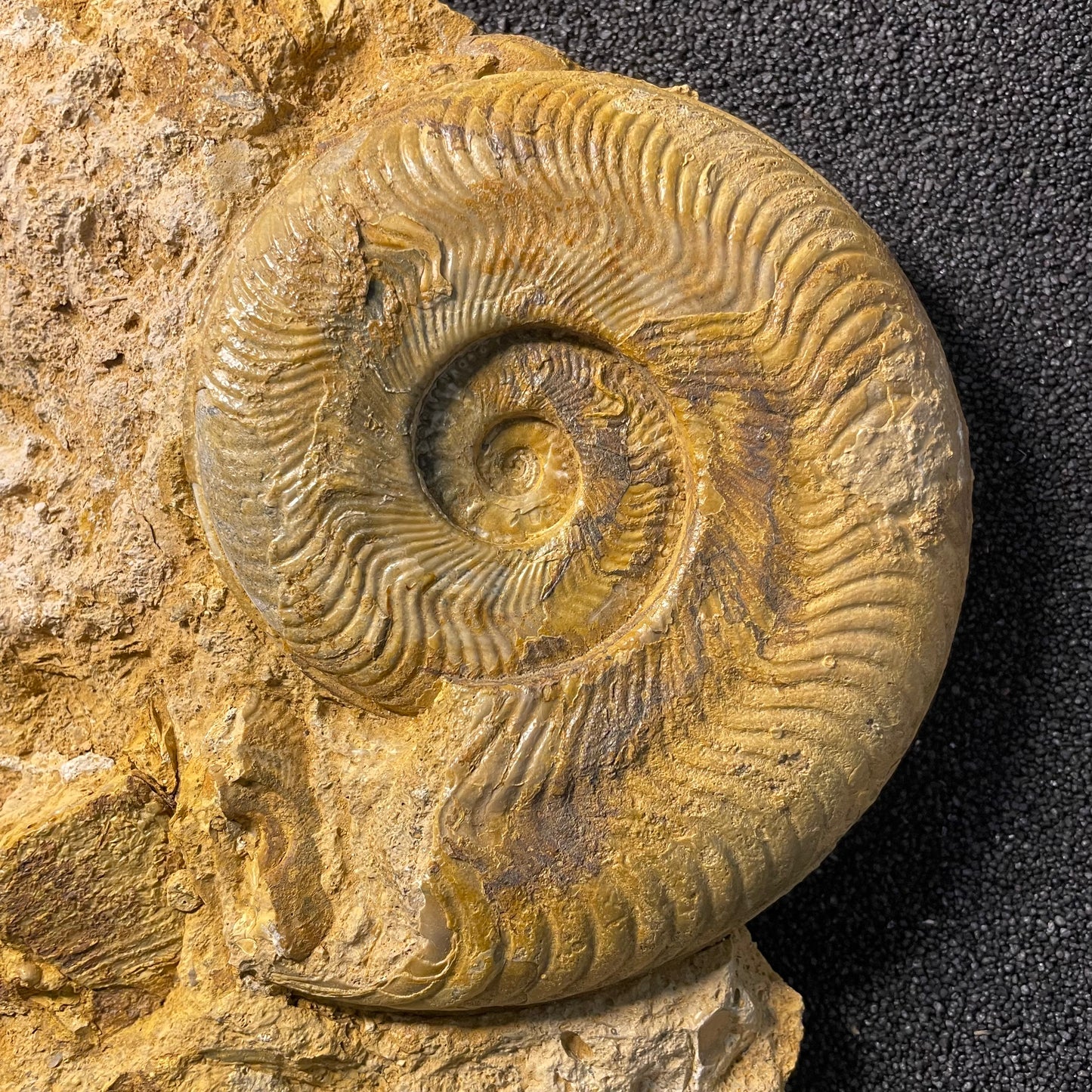 F2503 | Ammonite | Harpoceras falcifer