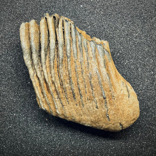 F2786 | Mammut | Mammuthus sp.