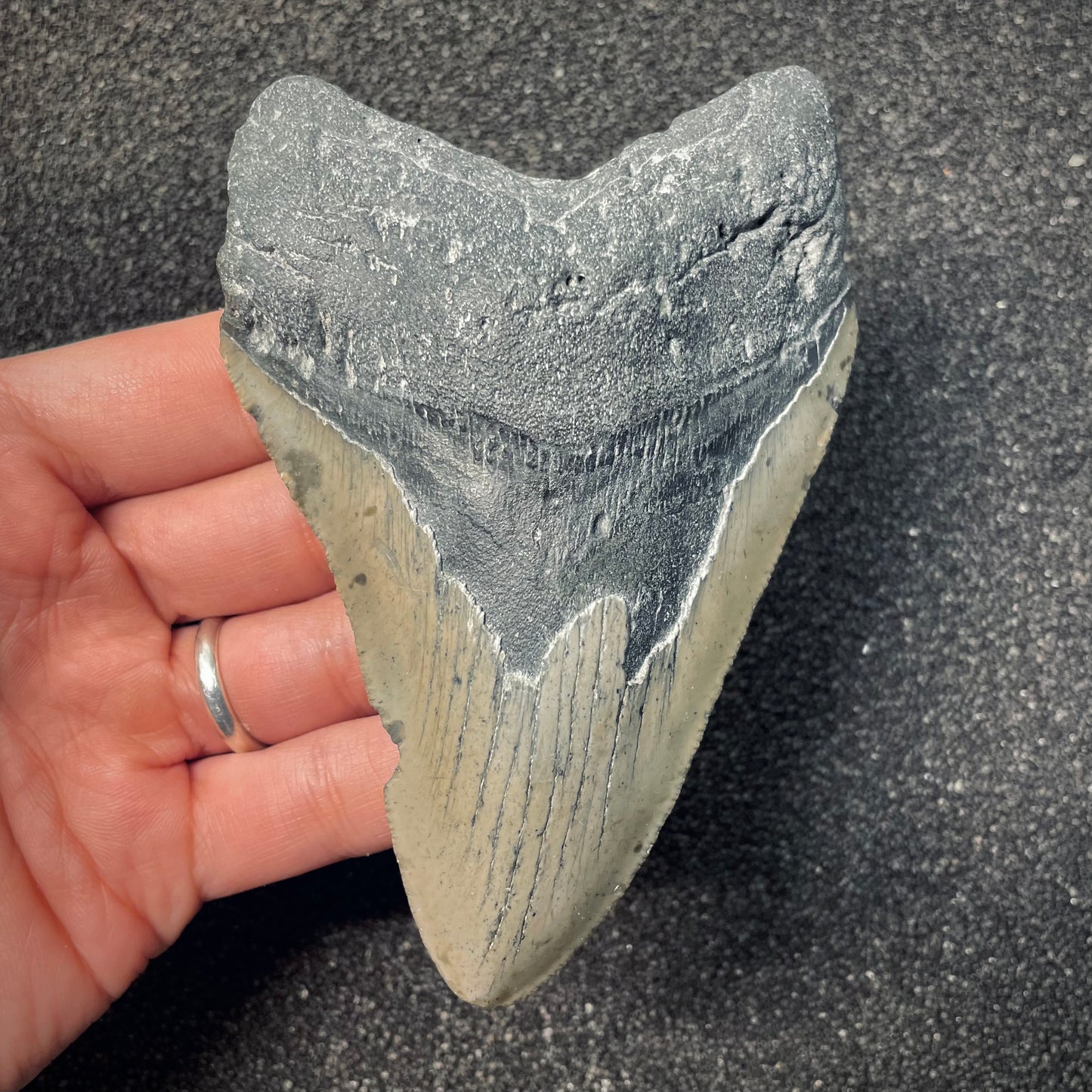 F2580 | Squalo | Otodus megalodon