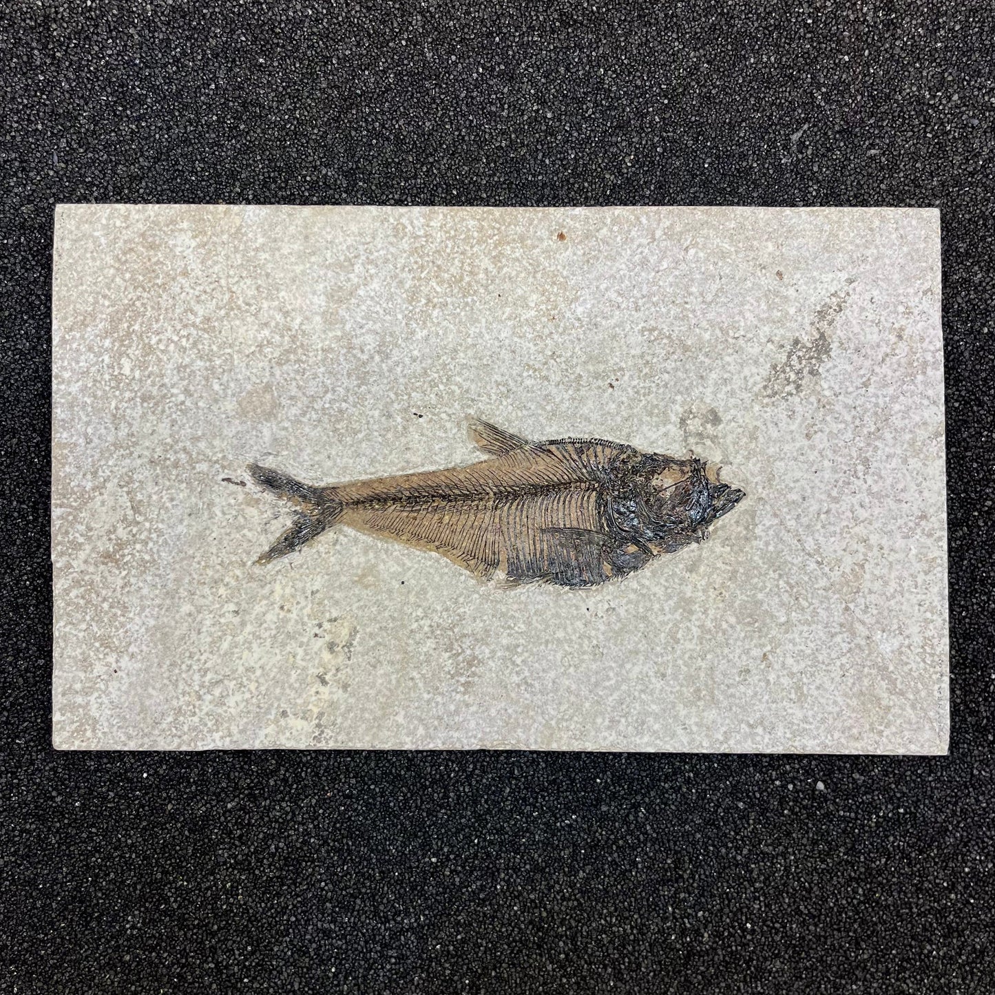F2730 | Pesce | Diplomystus dentatus