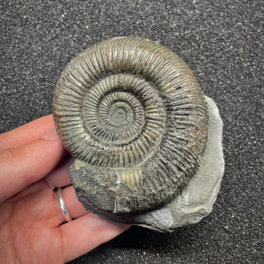 F2813 | Ammonite | Dactylioceras tenuicostatum