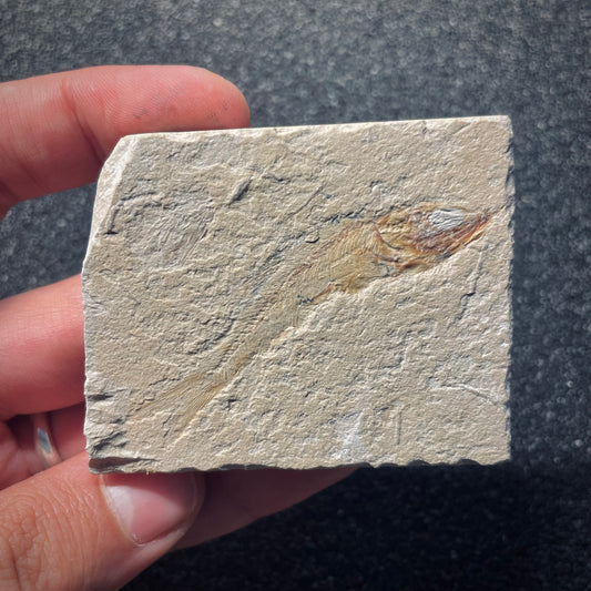 F1968 | Pesce | Davichthys sp.