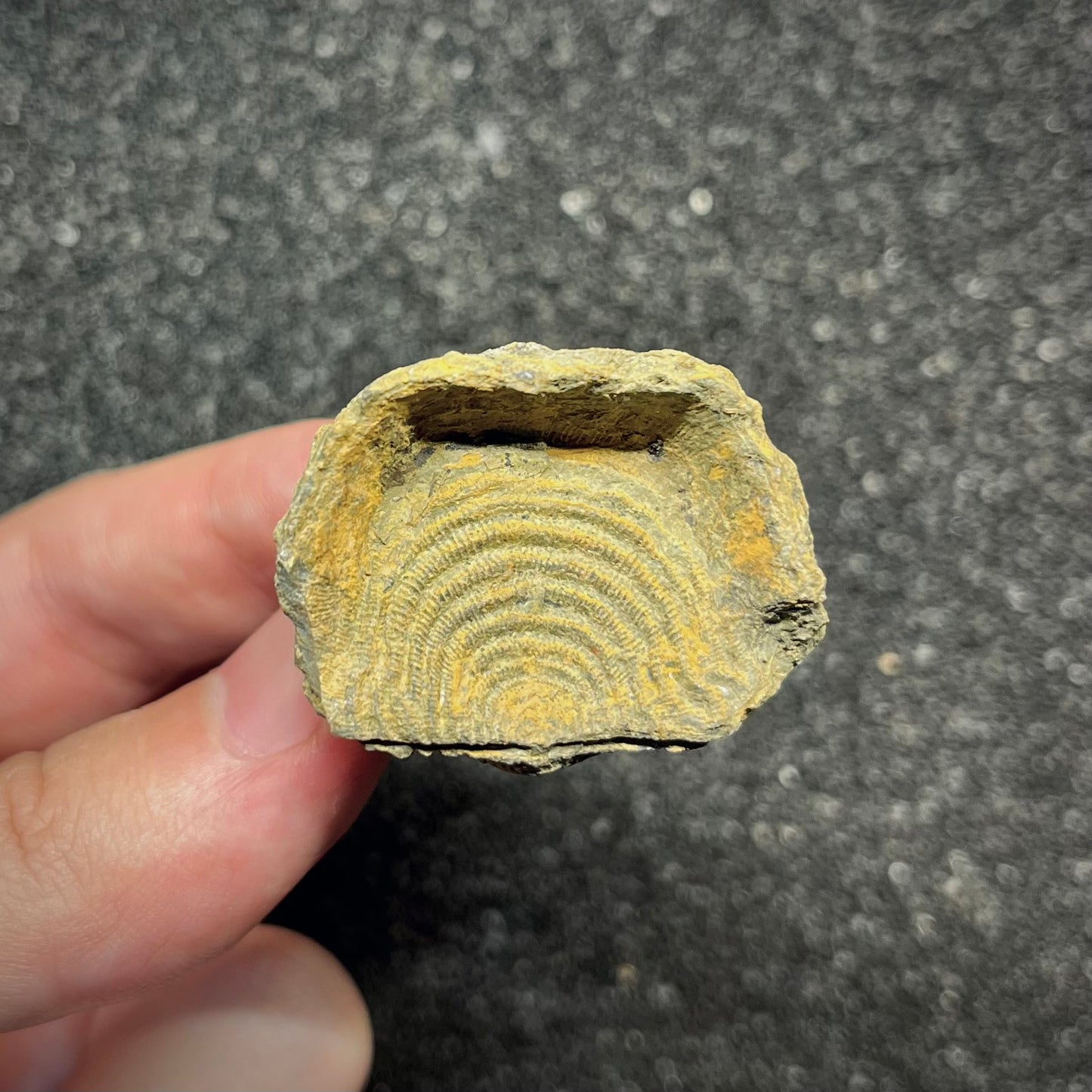 F2951 | Brachiopode | Brachiopoda indet.