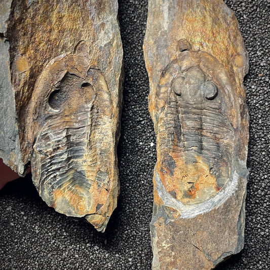 F1588 | Trilobite | Nobiliasaphus nobilis