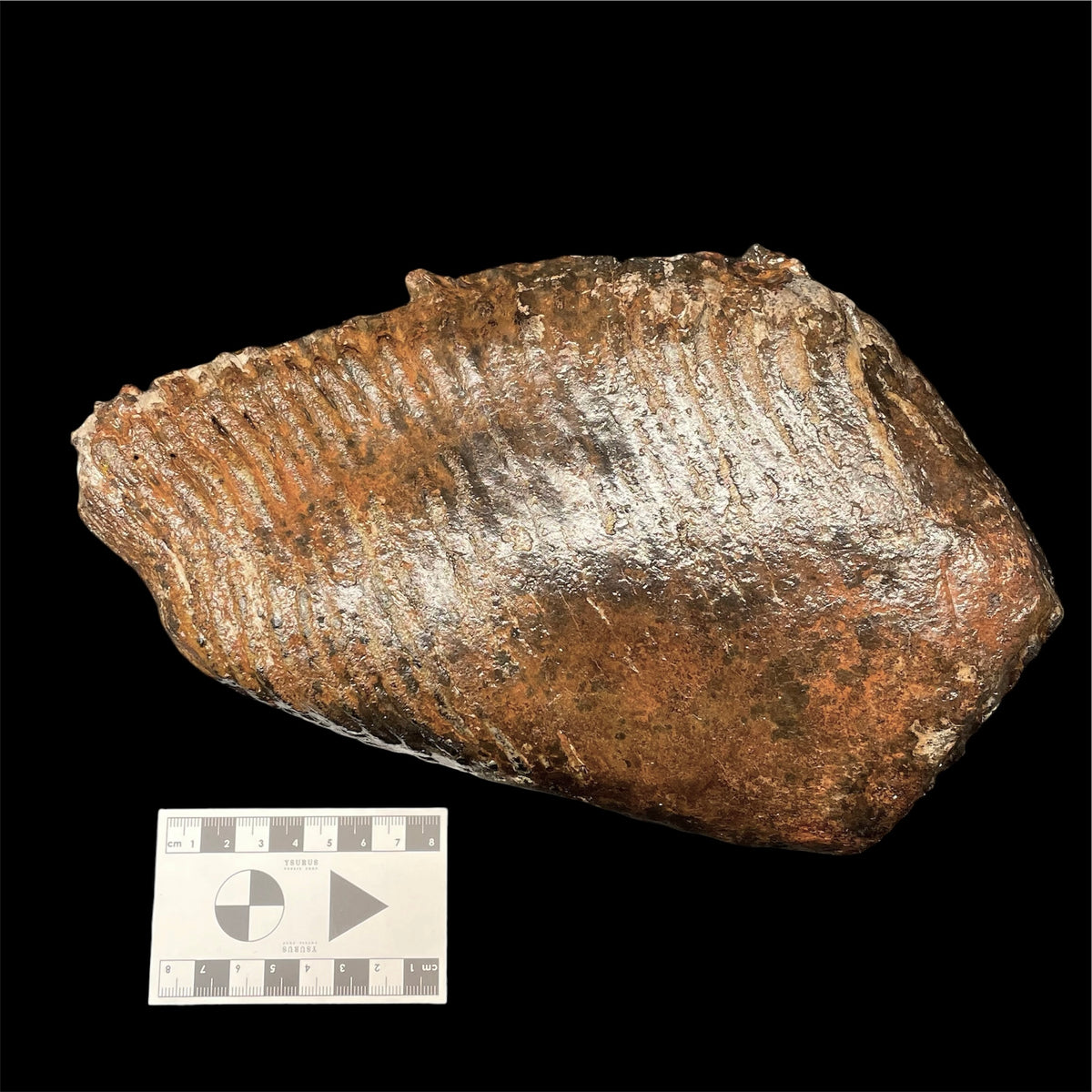 F3076 | Mammut | Mammuthus sp.