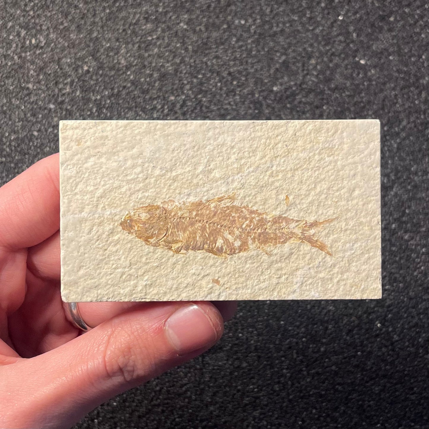 F2221 | Pesce | Knightia eocaena